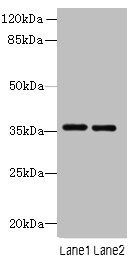 Thpo Antibody