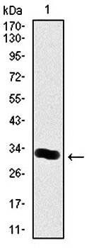 THPO Antibody