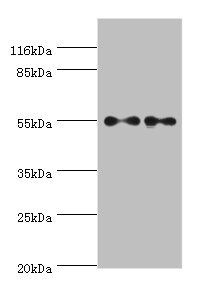 THRA antibody