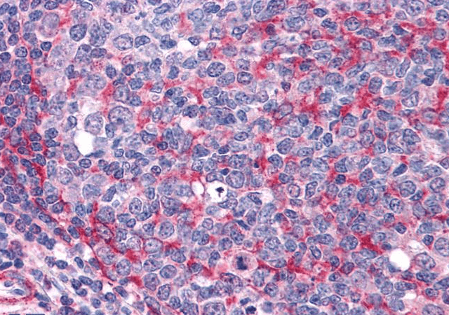 Goat anti-THRA Antibody