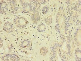 THRB Antibody