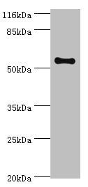 THRB antibody