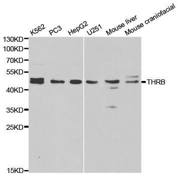 THRB antibody