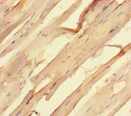 STK25 Antibody