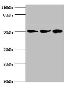 threonine-protein kinase NIM1 antibody