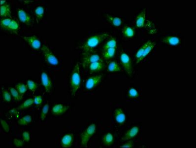 TRAF6 Antibody