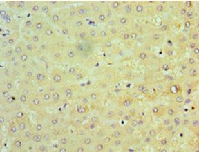 TRAF6 Antibody
