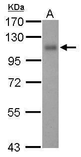 Thrombomodulin antibody