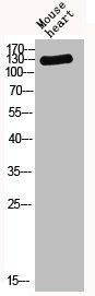 Thrombospondin 2 antibody