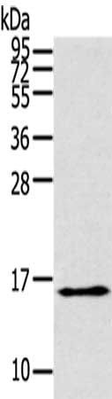 THRSP antibody