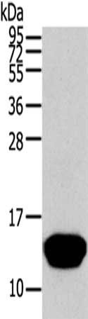 THRSP antibody