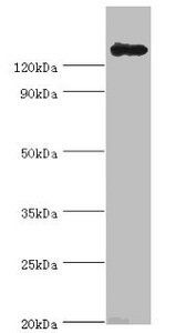 cry1Ac Antibody