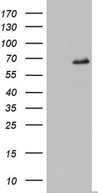 TYMS Antibody