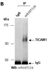 TICAM1 antibody