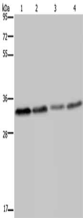 TICAM2 Antibody