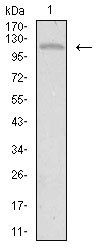 TIE1 Antibody