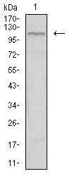 TIE1 Antibody