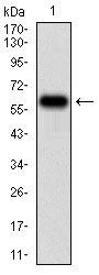 TIE1 Antibody