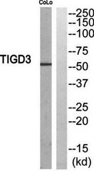 TIGD3 Antibody