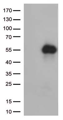 TIM 3 Antibody