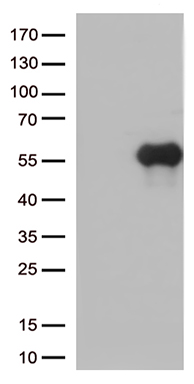 TIM 3 Antibody