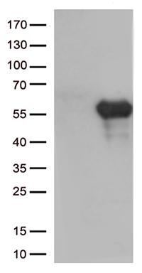 TIM 3 Antibody