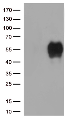 TIM 3 Antibody