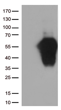 TIM 3 Antibody