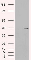 TIM 3 Antibody