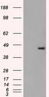 TIM 3 Antibody