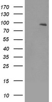 HAVCR2 Antibody