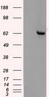 TIM 3 Antibody