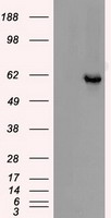 TIM 3 Antibody