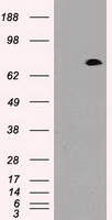 TIM 3 Antibody