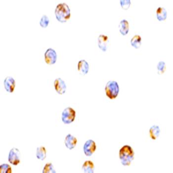 TIM-4 Antibody