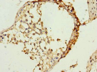 TIMM23 Antibody