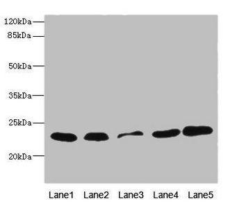 TIMM23 Antibody