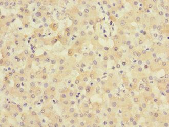 TIMM50 antibody