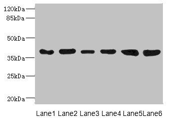 TIMM50 Antibody