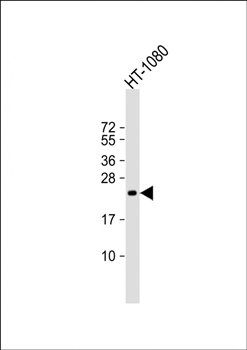TIMP2 antibody