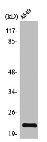 TIMP2 Antibody