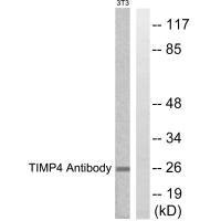 TIMP4 antibody