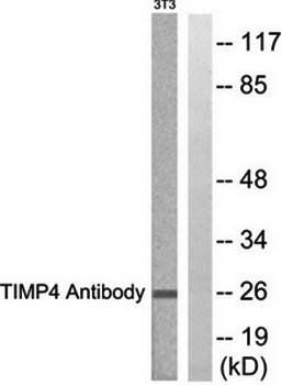 TIMP4 Antibody