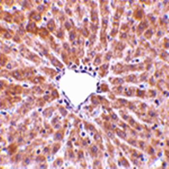 TIP47 Rabbit Polyclonal Antibody