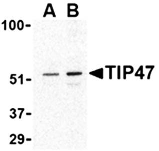TIP47 Rabbit Polyclonal Antibody