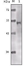 TIP60 Antibody