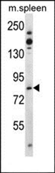 Tiparp antibody