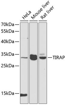TIRAP antibody