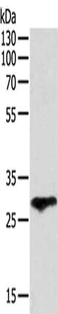 F3 Antibody