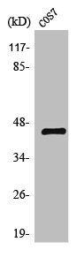 F3 Antibody